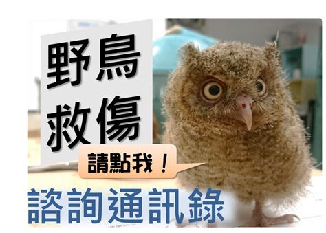 斑鳩幼鳥死亡|全國野鳥救傷諮詢&政府單位通訊錄 